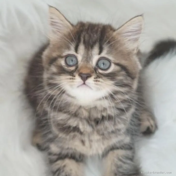 ID:2209-00897の子猫