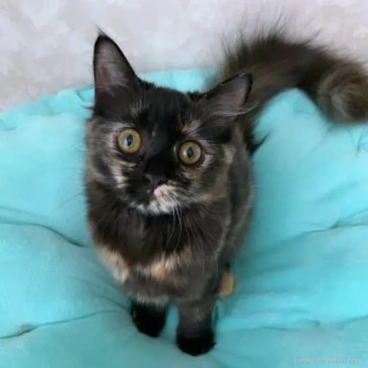 ID：2204-02599の子猫