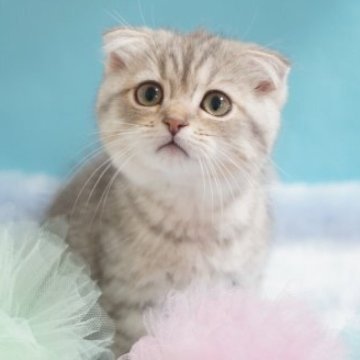 スコティッシュ×mix( チンチラ×スコティッシ)【京都府・女の子・2023年3月7日・シルバータビー】の写真「まんまるカワイイ女の子♥️」