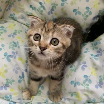 スコティッシュフォールド(折れ耳)【京都府・女の子・2021年6月10日・ブラウンパッチドタビー】の写真「折れ耳女の子❤️」