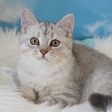 ペルシャ×スコティッシュ【京都府・男の子・2023年5月31日・シルバータビー】の写真「とってもかわいい💙」