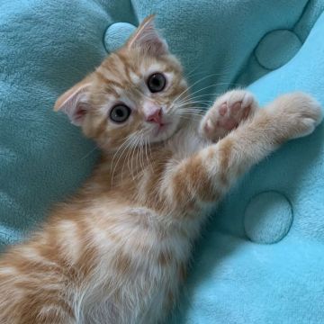 スコティッシュフォールド(折れ耳)【京都府・男の子・2021年4月15日・レッドタビー】の写真「可愛い折れ耳男の子💙」