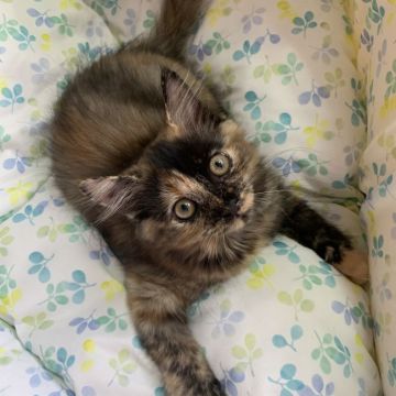 スコティッシュフォールド(立ち耳)【京都府・女の子・2021年5月23日・トーティー】の写真「立ち耳ふわふわ女の子♥️」