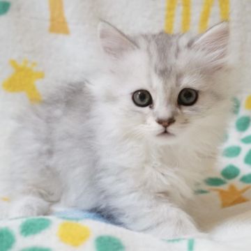 サイベリアン【京都府・男の子・2021年8月14日・シルバータビー&ホワイト】の写真「とっても可愛い男の子💕」