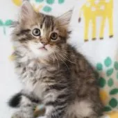 サイベリアン【京都府・男の子・2021年8月14日・ブラウン タビー】の写真1