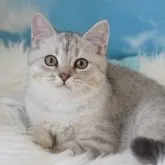 ペルシャ×スコティッシュ【京都府・男の子・2023年5月31日・シルバータビー】の写真1