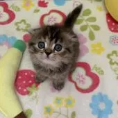 スコティッシュフォールド(折れ耳)【京都府・女の子・2021年1月22日・ブラウンパッチドタビー】の写真2