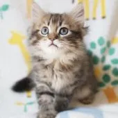 サイベリアン【京都府・男の子・2021年8月14日・ブラウン タビー】の写真2