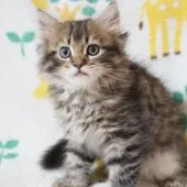 サイベリアン【京都府・男の子・2021年8月14日・ブラウン タビー】の写真3