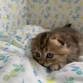 スコティッシュフォールド(折れ耳)【京都府・女の子・2021年4月15日・ブラウンパッチドタビー】の写真3