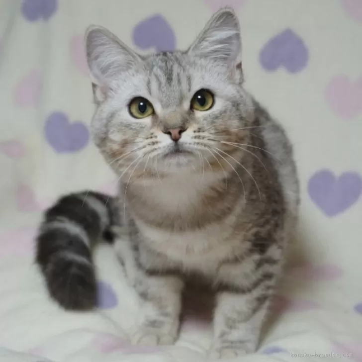 ID:2412-02045の子猫