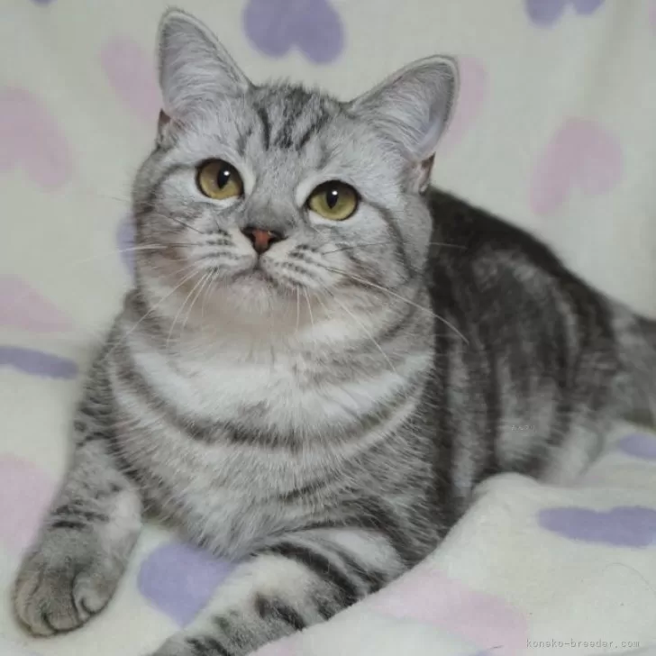 ID:2410-02305の子猫