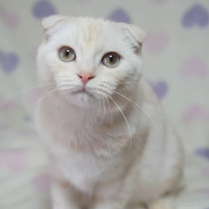 ブリティッシュ✖️スコティッシュ【京都府・男の子・2024年8月30日・クリーム】の写真1