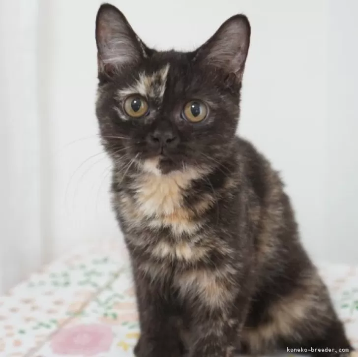 ブリティッシュ✖️スコティッシュ【京都府・女の子・2025年4月19日・トーティー】の写真1