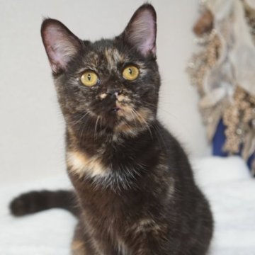 ブリティッシュ✖️スコティッシュ【京都府・女の子・2025年4月24日・トーティー】の写真「とっても甘えたさんです💗」