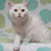 ブリティッシュ✖️スコティッシュ