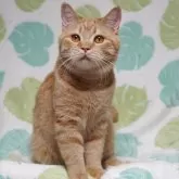 スコティッシュフォールド(立ち耳)【京都府・男の子・2024年3月10日・レッドタビー】の写真1