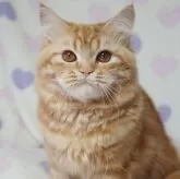 スコティッシュフォールド(立ち耳)【京都府・男の子・2024年3月10日・レッドタビー】の写真1