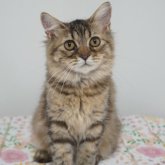 ブリティッシュ✖️スコティッシュ