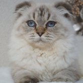 ブリティッシュ✖️スコティッシュ