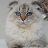 ブリティッシュ✖️スコティッシュ