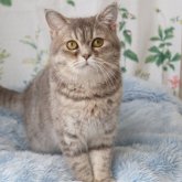 スコティッシュ×mix( チンチラ×スコティッシ)