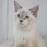 ブリティッシュ✖️スコティッシュ