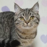 スコティッシュフォールド(立ち耳)