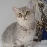 ブリティッシュ✖️スコティッシュ