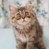 ブリティッシュ✖️スコティッシュ