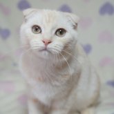 ブリティッシュ✖️スコティッシュ