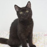 ブリティッシュ✖️スコティッシュ