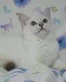 スコティッシュフォールド(立ち耳)【京都府・女の子・2024年7月25日・シールポイント】の写真3