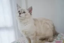 ブリティッシュ✖️スコティッシュ【京都府・男の子・2025年4月24日・シールポイント】の写真6