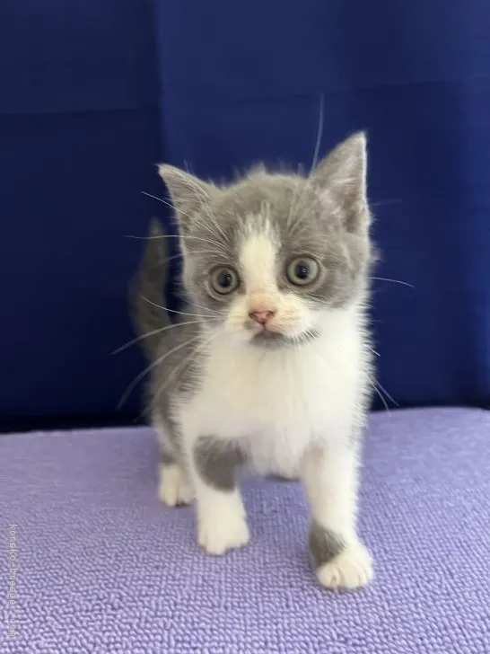 ID：2110-01851の子猫