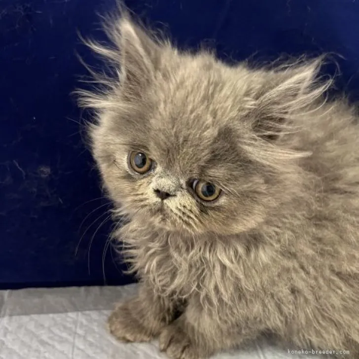 ID：2305-00187の子猫