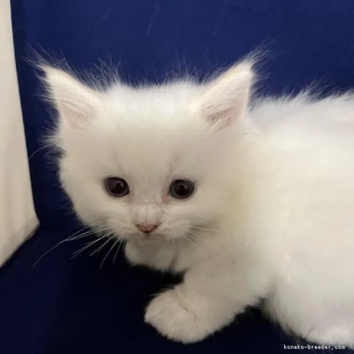 ID:2211-01963の子猫