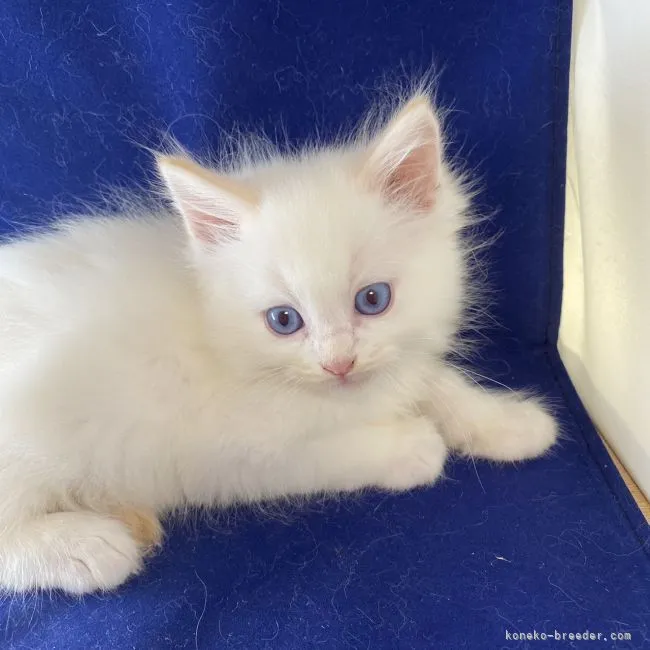 ID:2109-02222の子猫