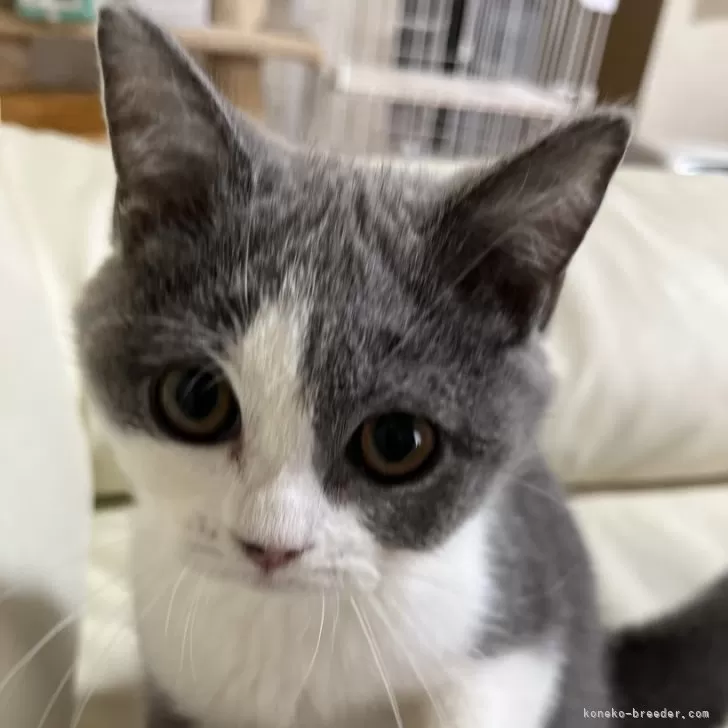 ID:2401-00950の子猫