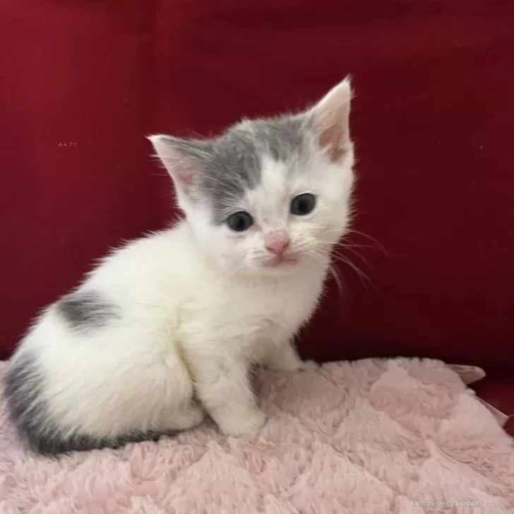 ID:2411-01393の子猫