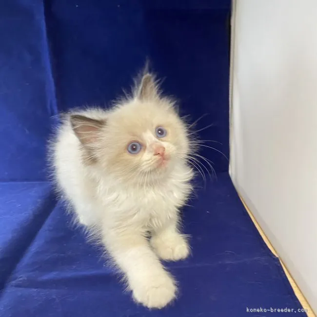 ID：2109-02227の子猫