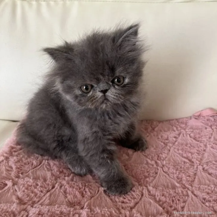 ID:2310-00995の子猫