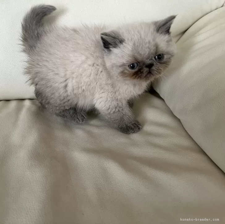 ID：2402-00535の子猫