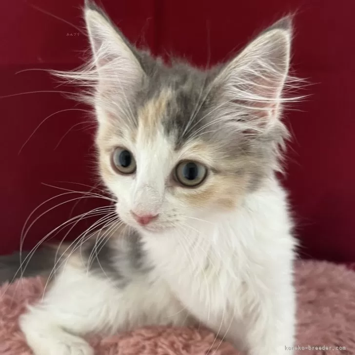 ID：2405-00321の子猫