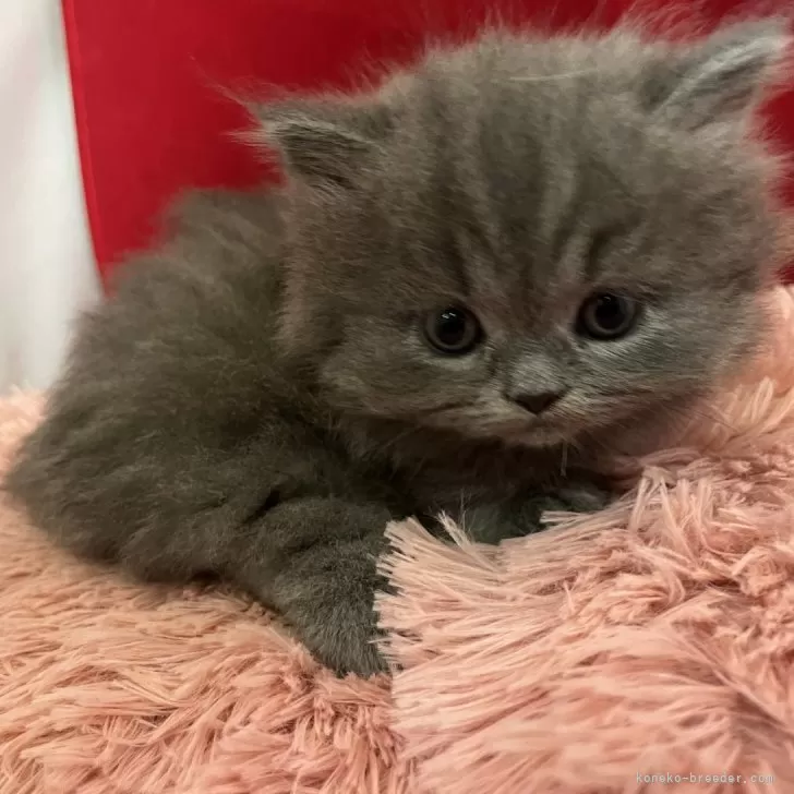 ID:2406-02886の子猫