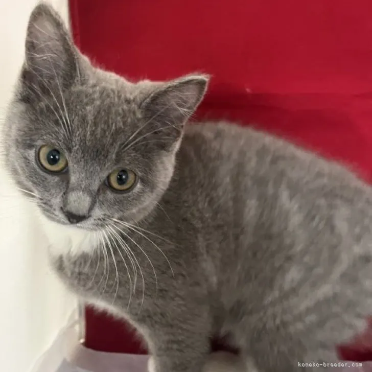 ID:2306-03313の子猫