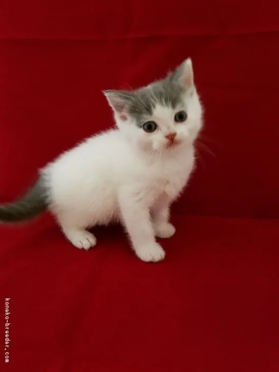 ID：1805-01638の子猫