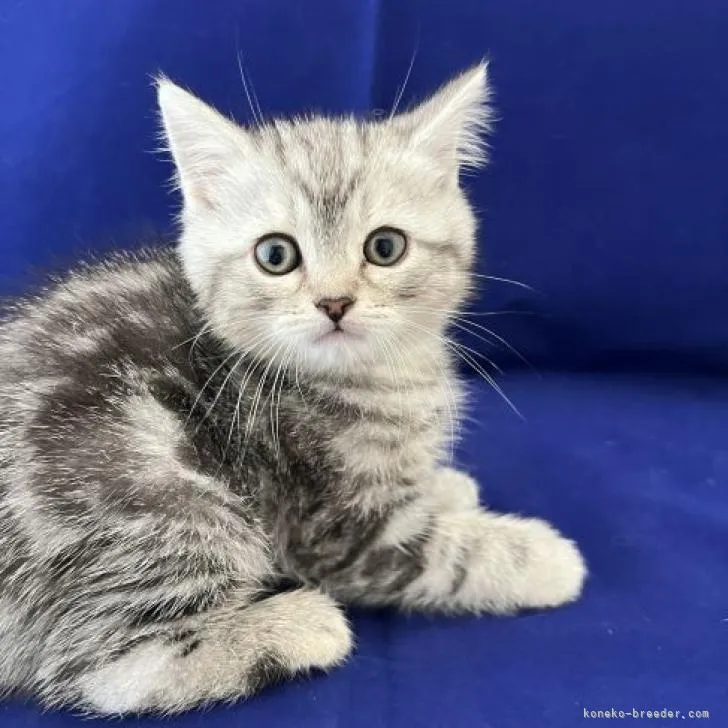 ID：2208-00193の子猫