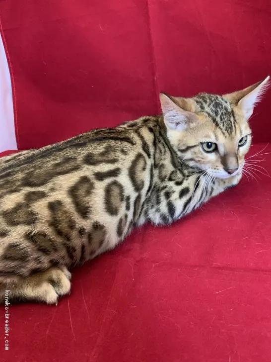 ID:2006-01306の子猫