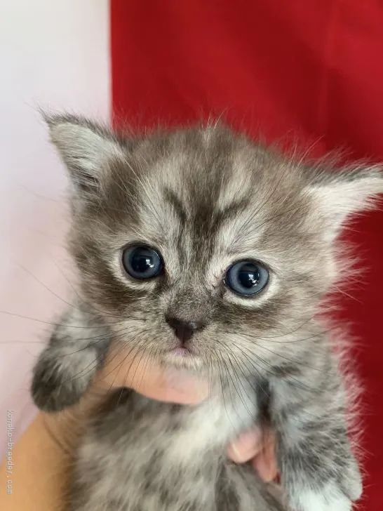 ID：2010-00864の子猫